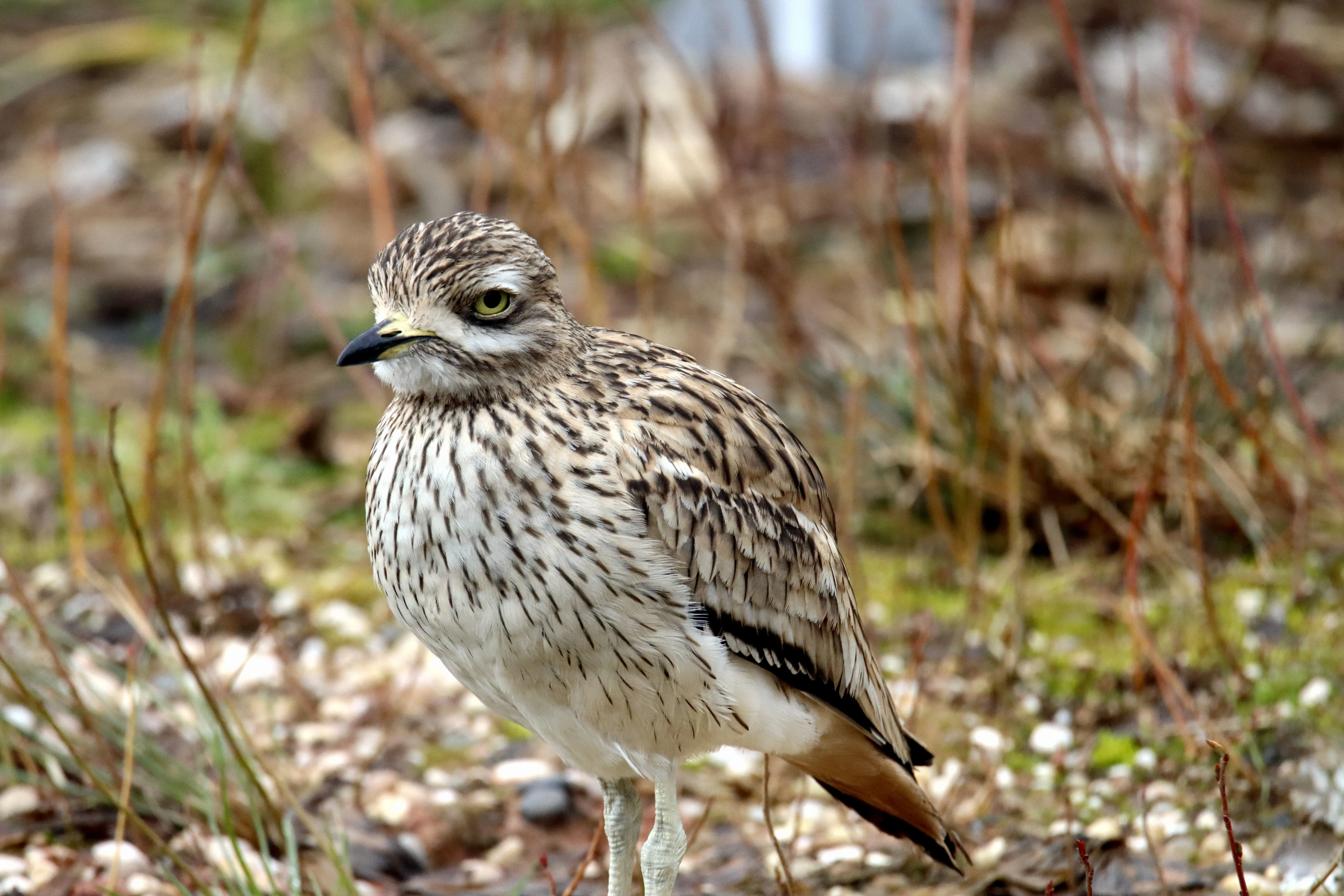 Streaked brown ground bird with a pale chest and yellow eye standing among dry stems and pebbles